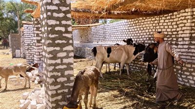 محافظ أسوان: إزالة 14حظيرة بمساحة 12 ألف متر بقرى كلح الكرنك والصعايدة بحرى بإدفو