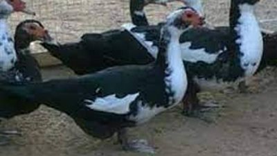 أسعار البط اليوم الجمعة 29-4-2022
