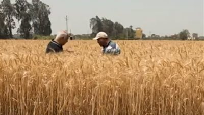 طفرة زراعية هائلة.. القمح يحقق معدلات إنتاجية غير مسبوقة هذا العام.. فيديو