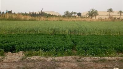 الإسماعيلية تسترد أراضي جهاز تنمية البحيرات بسرابيوم..صور
