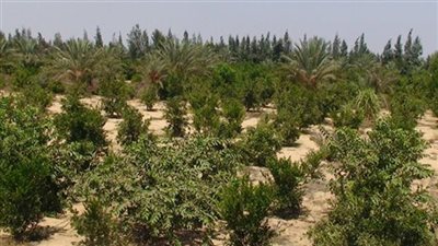 بالفيديو.. رسالة لمزارعي رابعة وبئر العبد بشأن موقفهم مع التنمية الزراعية
