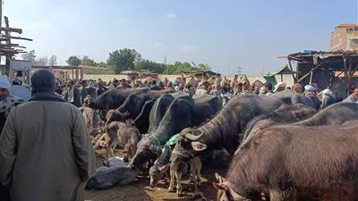 محافظة أسوان متضامنة مع ضحايا حالات النصب وحظر نقل الماشية خارج حدودها