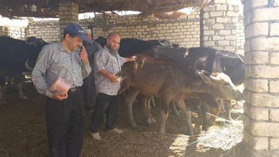 بالصور.. «بحوث الصحراء» ينظم قافلة بيطرية مجانية بواحة سيوة بمحافظة مطروح