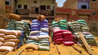 محافظ المنيا : توريد 407 الاف و850 طنا من القمح حتى اليوم