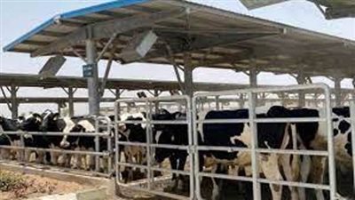 الزراعة: مجمع السادات للانتاج الحيوانى سيحقق طفرة فى زيادة الالبان واللحوم