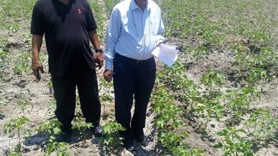 مدير الشئون الزراعية بالإسماعيلية يعاين حقول القطن بالقنطرة غرب..صور