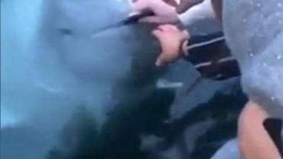 حوت يعيد هاتفا لسائح بعد سقوطه في الماء.. فيديو