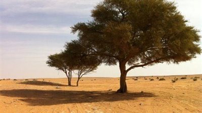 #نبي_الرحمة.. كيف أحب الجبال والشجر والحجر رسول الله؟