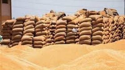 توريد ٧٣٨٨٥طن قمح بكفر الشيخ