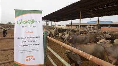 خطة الأورمان لتوزيع لحوم الأضاحى فى 37 قرية بالمنوفية