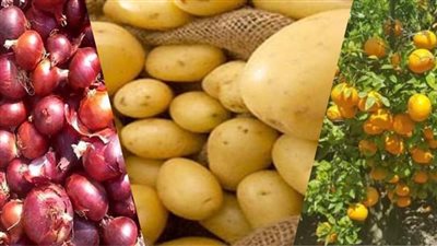 بالإنفوجراف.. حجم صادرات مصر الزراعية من يناير حتى يوليو 2022