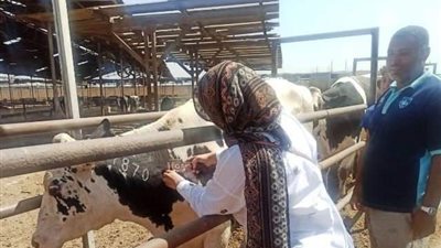 بيطري الشرقية يفحص 1918رأس ماشية ضد البروسيلا و السل البقري..صور
