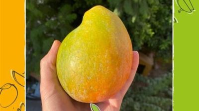 اللون الأصفر يزين موكب مهرجان المانجو بالإسماعيلية