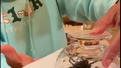 رغم قوته فى الأكشن.. ويل سميث خائف من عنكبوت فى منزله