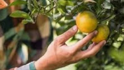 حكم اعطاء الاخوة الفقراء من زكاة الزروع