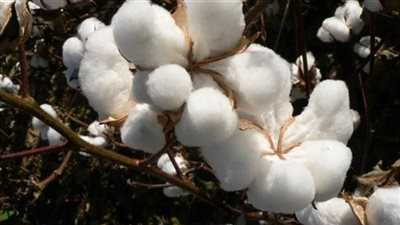 101.5 % زيادة في كمية الصادرات مـن القطن المحلي خلال 2021