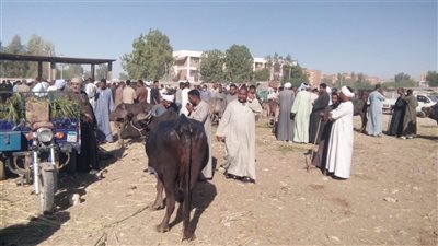 تحصين ٤٢٠٨١ حيوان ضد الحمى القلاعية والوادى المتصدع بالأقصر