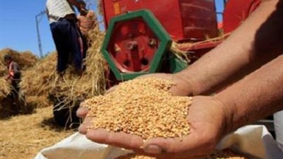 التموين تعلن انتهاء موسم توريد القمح المحلي لموسم 2022