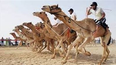 عودة سباق الهجن بعد توقف 12 عاما تنعش حركة السياحة بشمال سيناء