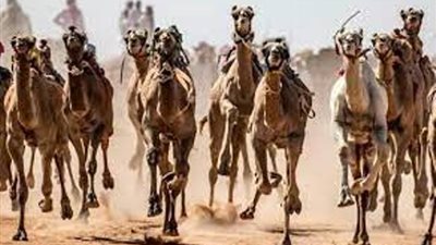 انطلاق سباق الهجن بالعريش بعد توقف دام 12 عاما .. فيديو