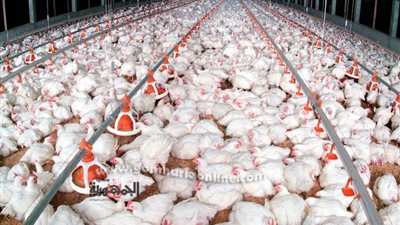 أسعار الدواجن اليوم الإثنين 26-9-2022