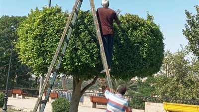 إستعدادات مكثفة لإستضافة المهرجان الدولى السادس للتمور