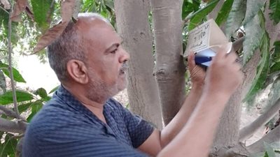 تكثيف المرور على مصايد ذبابة الفاكهة والخوخ الفرمونية بالقنطرة شرق