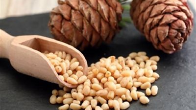 فوائد الصنوبر الصحية.. تعرف عليها