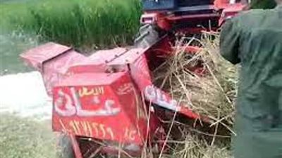 بتر كف مزارع بسبب ماكينة دراس قش الأرز في الدقهلية