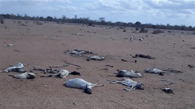 نفوق مئات الأفيال والحمير الوحشية بسبب الجفاف في كينيا