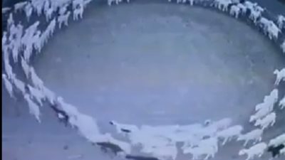 قطيع أغنام يسير بشكل غريب .. فيديو