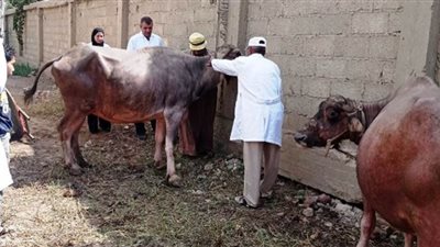 انطلاق الحملة القومية الثالثة لتحصين الماشية ضد 