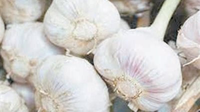 ازرعوه في بيوتكم
