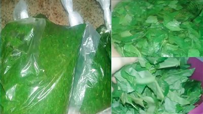 طرق لحفظ الملوخية الخضراء فترات طويلة