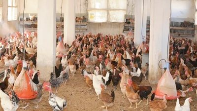 اصحاب مزارع الدواجن يصرخون من ارتفاع فواتير الكهرباء بسوهاج