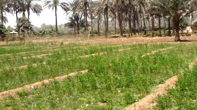 نقيب عام الفلاحين: مساحة مصر الزراعيه وصلت الي 10.5مليون فدان