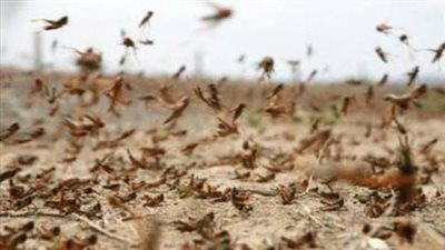 بدء أعمال مكافحة الجراد الصحراوي في الوادي الجديد