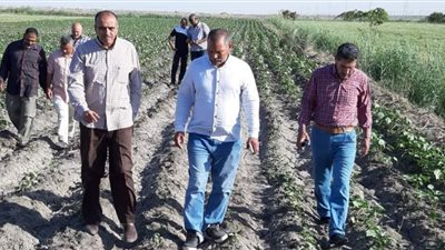 القطن المصري بشرق القناة يبشر بالخير