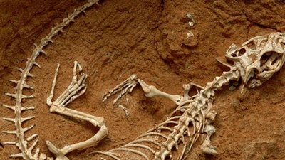 اكتشاف رفات حيوان زاحف عمره 100 مليون عام في أستراليا