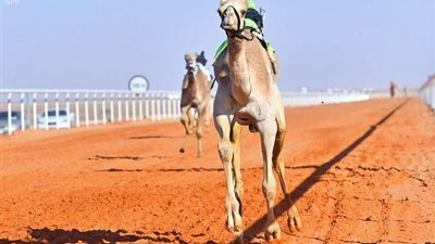 أنواع الهجن وطريقة تدريبها للسباقات