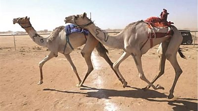 سباقات الهجن من الرياضات الأصيلة بالدول العربية