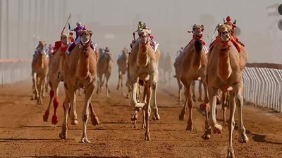 تعرف على أسماء سباقات الهجن