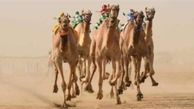 تعرف على عدد أندية الهجن فى مصر