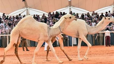 مزايا اختص الله بها الإبل عن سائر المخلوقات.. تعرف عليها