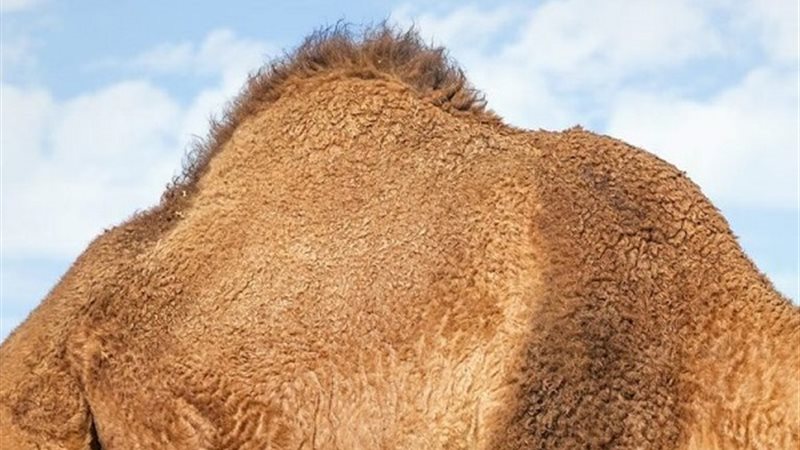 سنام الجمل