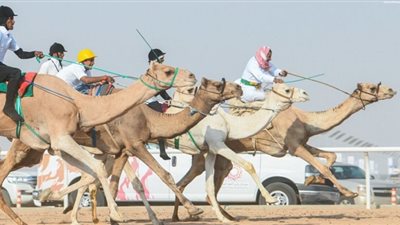مزاينة الإبل تحافظ على التراث الإماراتي والخليجي والعربي
