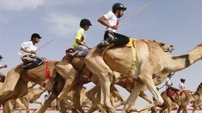 صفات الهجن المشاركة في السباق