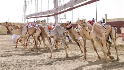 قواعد وشروط للمشاركين في سباق الهجن.. تعرف عليها