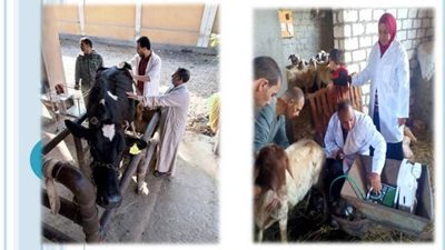 تنفيذ المشروع القومى لتحسين السلالات الحيوانية المصرية بالشرقية