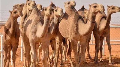 أين تعيش الجمال وماذا تأكل ؟